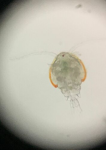 copepod