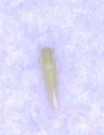 keyTitira_2026_05_26__21_37_07_HDR0_2_Mothbot_yolo11m_4500_imgsz1600_b1_2024-01-18.pt