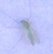 keyTitira_2026_05_26__23_10_06_HDR0_1_Mothbot_yolo11m_4500_imgsz1600_b1_2024-01-18.pt